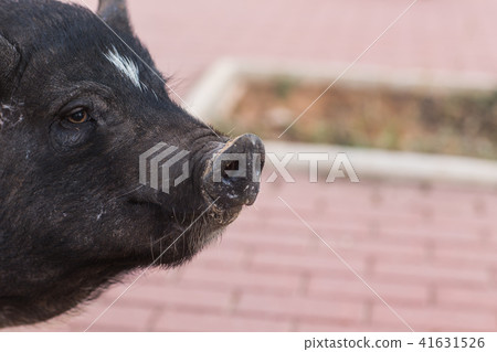 Wild black boar or pig. Wildlife in natural habitat Wild black boar or pig. Wildlife in natural habitat 41631526