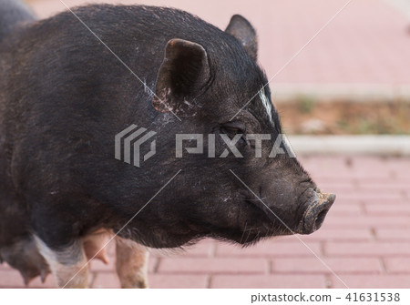 Wild black boar or pig close up. Wildlife in natural habitat Wild black boar or pig close up. Wildlife in natural habitat 41631538