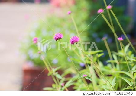 Sennichikou flower 41631749