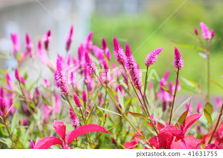 Nogeitou flower Nogeitou flower 41631755