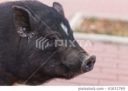 Wild black boar or pig. Wildlife in natural habitat Wild black boar or pig. Wildlife in natural habitat 41631769