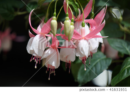 Fuchsia Fuchsia 41631931