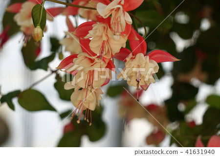 紫紅色 紫紅色 41631940