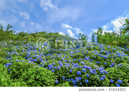 Blue hydrangea hill Blue hydrangea hill 41632001