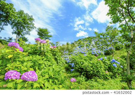 Pink hydrangeas and Aoi hydrangea hill Pink hydrangeas and Aoi hydrangea hill 41632002