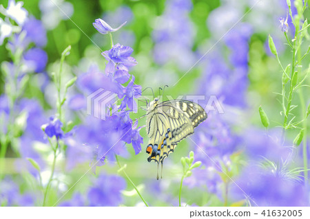 Purple flowers and swallowtail butterfly Purple flowers and swallowtail butterfly 41632005