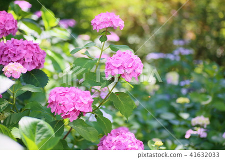 Pink hydrangea flower 41632033