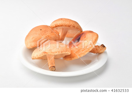 生香菇 41632533