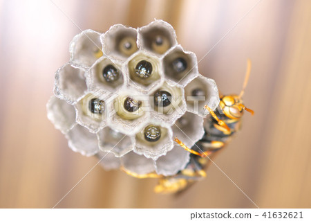 Nest of Seguro Asakunaga Nest of Seguro Asakunaga 41632621