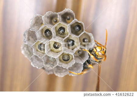 Nest of Seguro Asakunaga 41632622