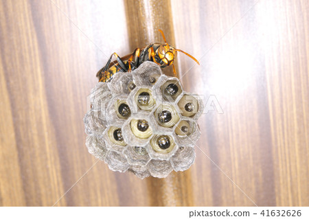 Nest of Seguro Asakunaga 41632626