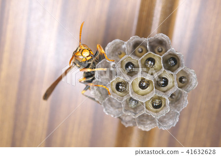 Nest of Seguro Asakunaga 41632628