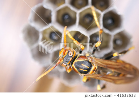 Nest of Seguro Asakunaga 41632638