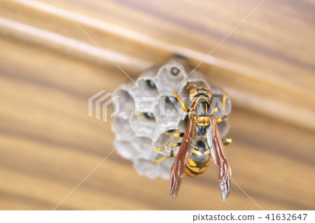 Nest of Seguro Asakunaga 41632647