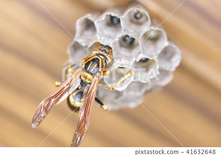 Nest of Seguro Asakunaga 41632648