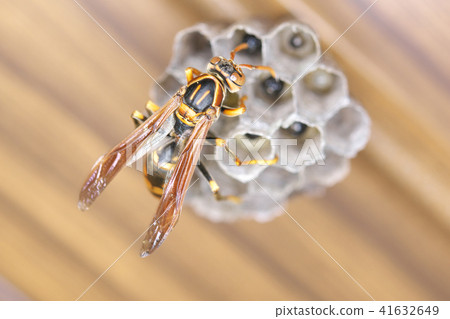 Nest of Seguro Asakunaga Nest of Seguro Asakunaga 41632649