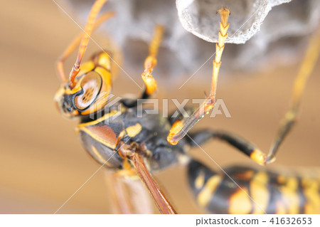 Nest of Seguro Asakunaga 41632653