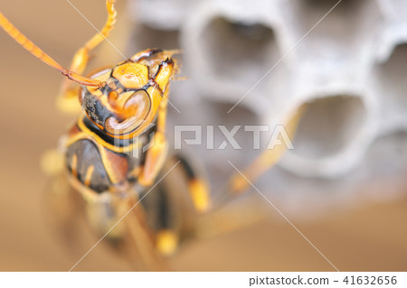 Nest of Seguro Asakunaga 41632656