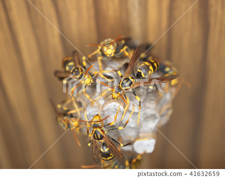 Nest of Seguro Asakunaga Nest of Seguro Asakunaga 41632659