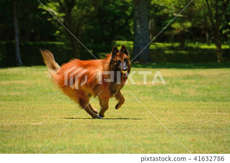 A large dog running a fresh green green lawn Beliesian Shepher Shepherd 41632786