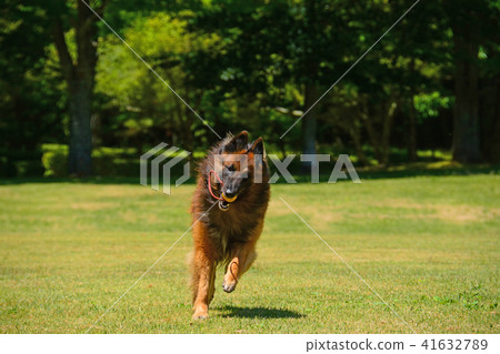 A large dog running a fresh green green lawn Beliesian Shepher Shepherd A large dog running a fresh green green lawn Beliesian Shepher Shepherd 41632789
