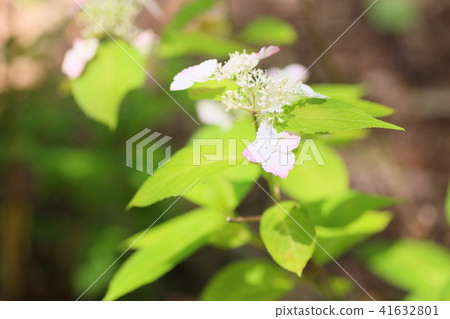 Beni gaku繡球花 41632801