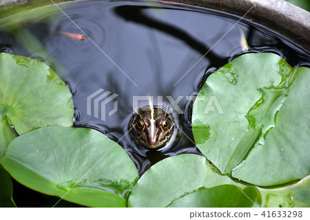 睡蓮盆裡的青蛙和鱂魚 41633298