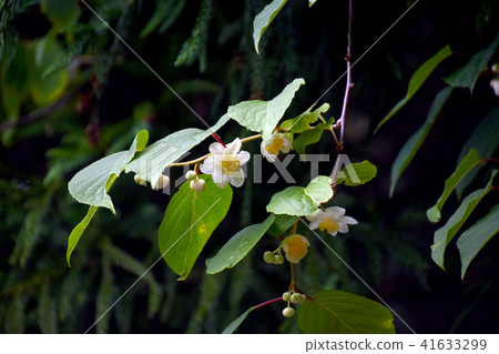 Matatabi Flower 41633299