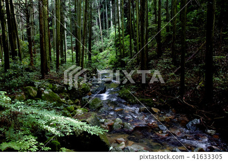 雪松森林和山間溪流 41633305