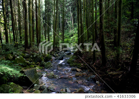 Cedar forests and mountain streams 41633306