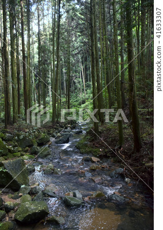 Cedar forests and mountain streams Cedar forests and mountain streams 41633307
