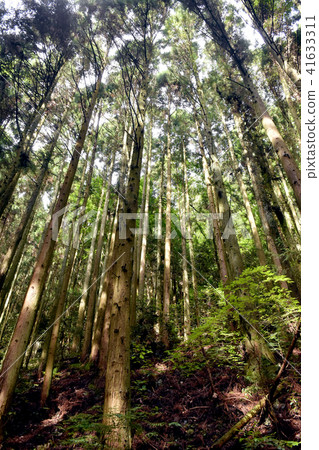 Cedar forest 41633311