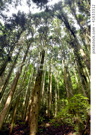 Cedar forest 41633312