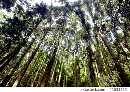 Cedar forest 41633313