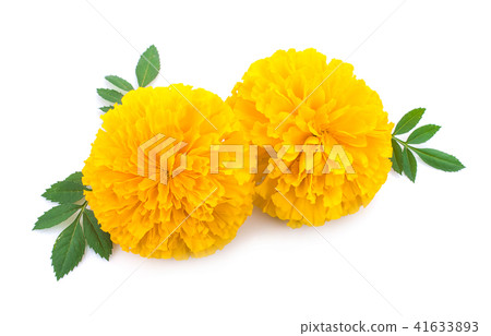 yellow Marigold flower, Tagetes erecta 41633893