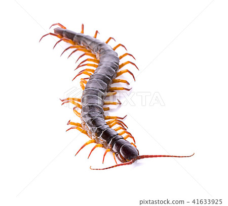 centipede on white background 41633925