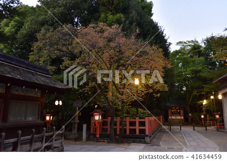 White plum blossoms at Umigozensha Shrine in Yasaka Shrine White plum blossoms at Umigozensha Shrine in Yasaka Shrine 41634459