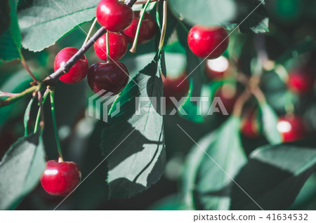 Cherry tree in the sunny garden. Cherry tree in the sunny garden. 41634532