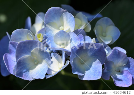 Hydrangea 41634612