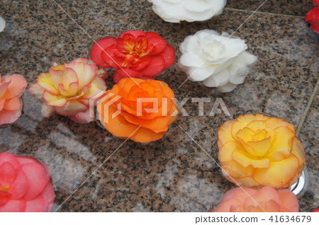 Roses floating in water 41634679