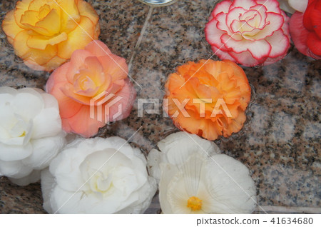Roses floating in water 41634680
