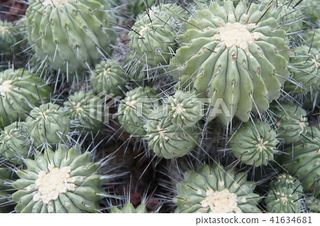 仙人掌 仙人掌 41634681