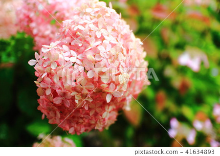 Hydrangea of Gifu Sankoji 41634893
