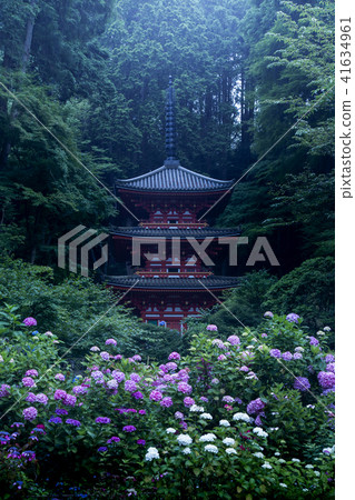 Iwane Shrine的繡球花 Iwane Shrine的繡球花 41634961