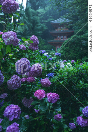 Iwane Shrine的繡球花 Iwane Shrine的繡球花 41634971