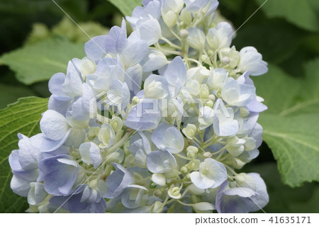 Light blue hydrangea 41635171