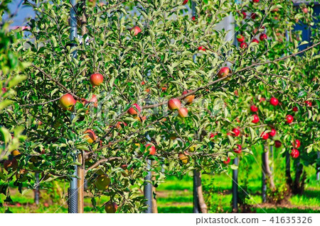 Apple farm - Stock Photo [41635326] - PIXTA