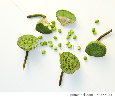 lotus seed close up 41636943