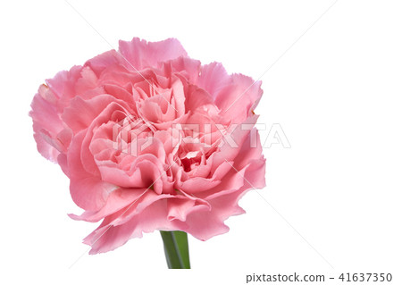 Single pink Carnation 41637350