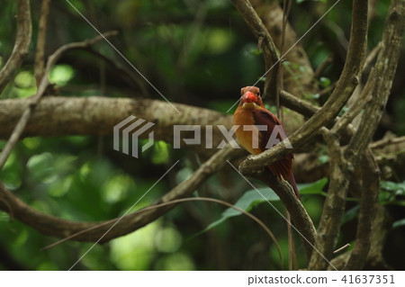 生物：鳥類：琉球赤鳥，雖然很長，但有一個橫跨臉寬的大喙。 41637351